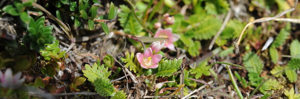 PIMPERNEL Anagallis alternifolia